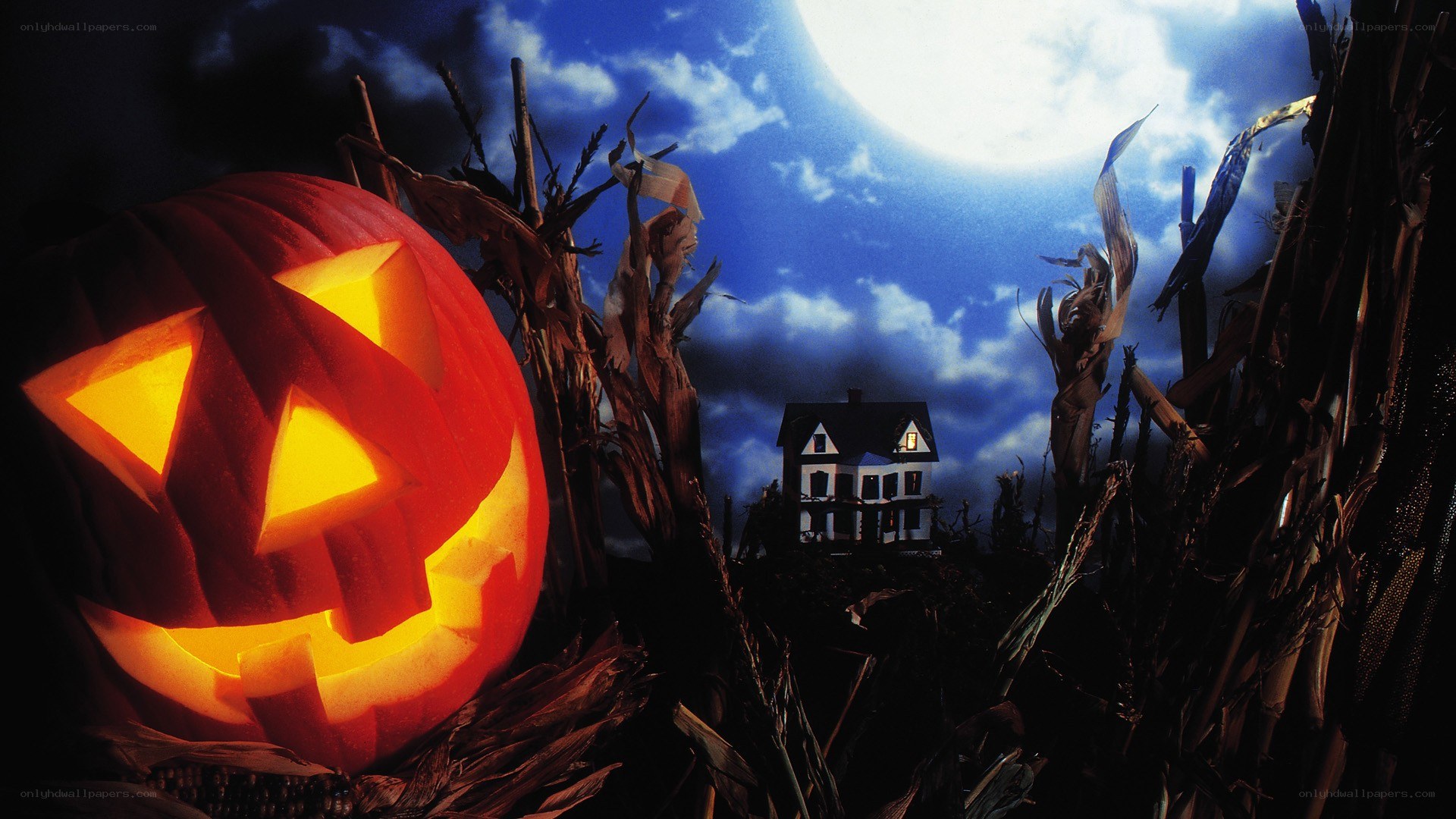 Halloween pumpkin in cornfield
