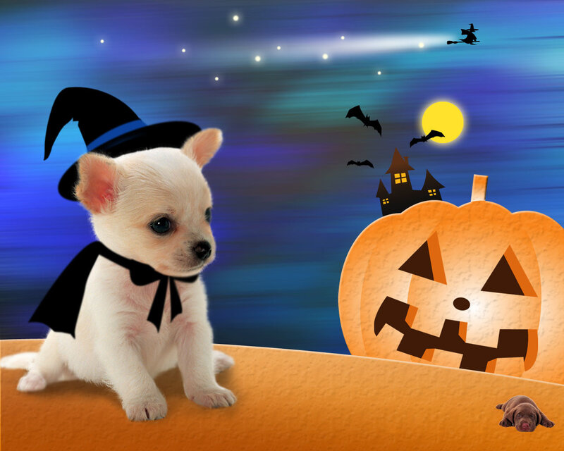 Halloween puppy in witch costume