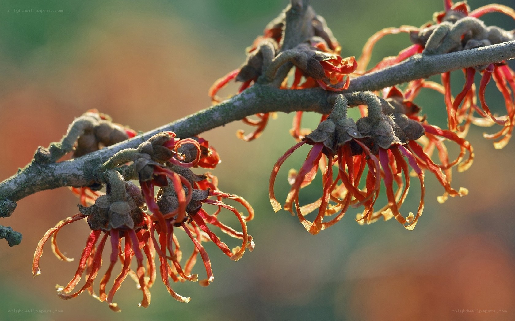 Hamamelis flowers on a branch