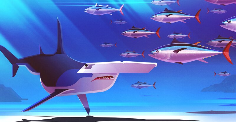 Hammerhead Shark and Tuna