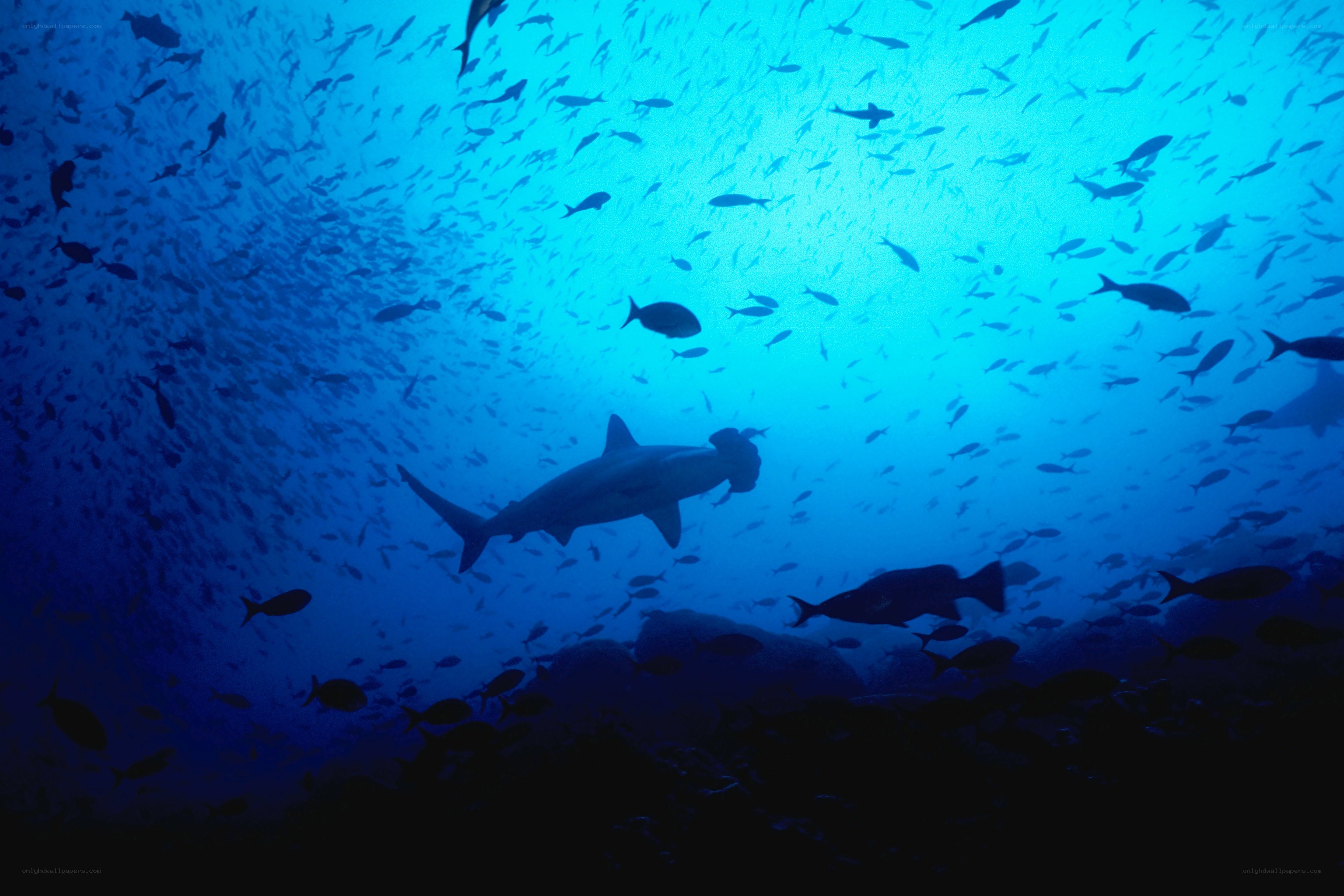 Hammerhead shark in blue water