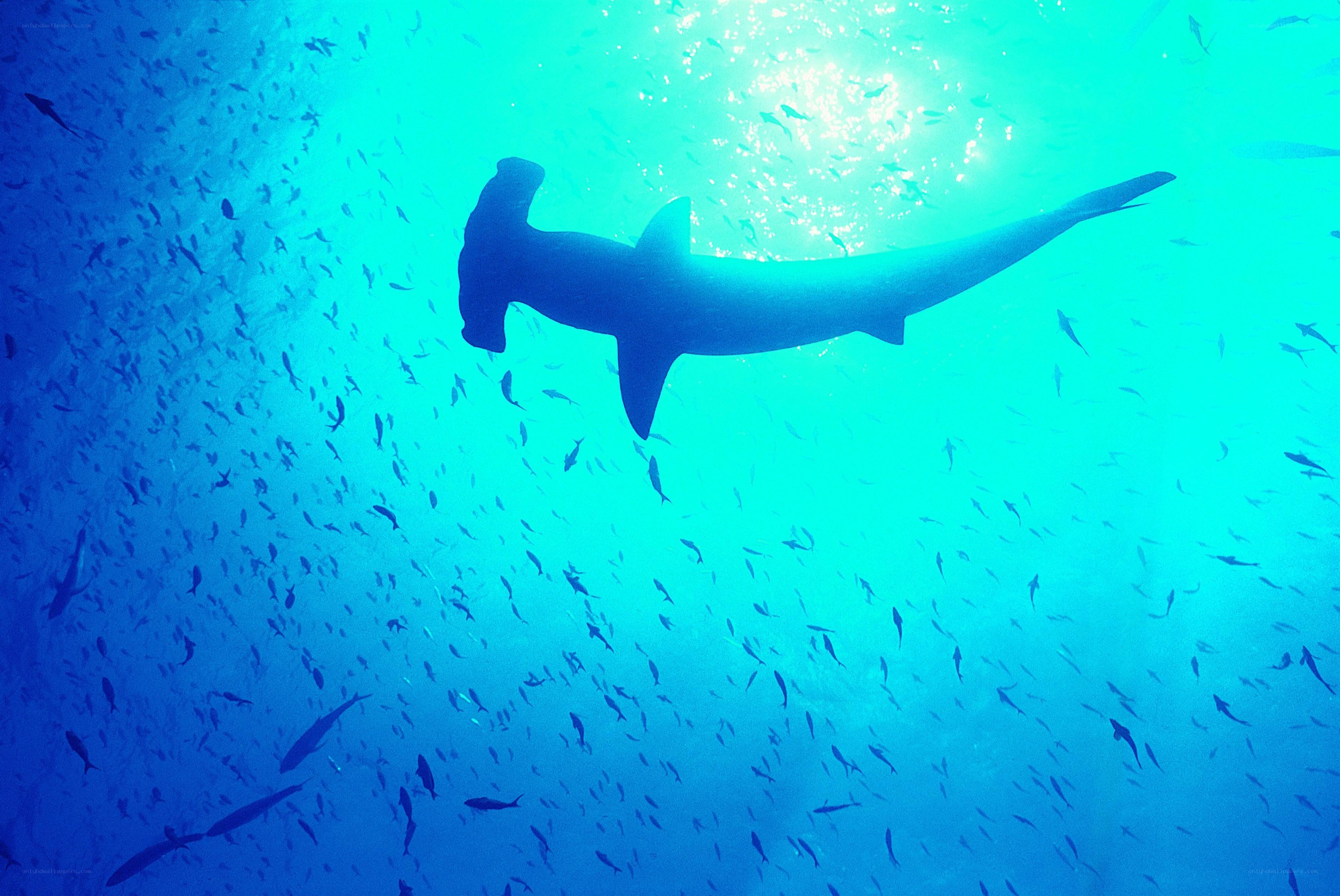 Hammerhead shark in blue water