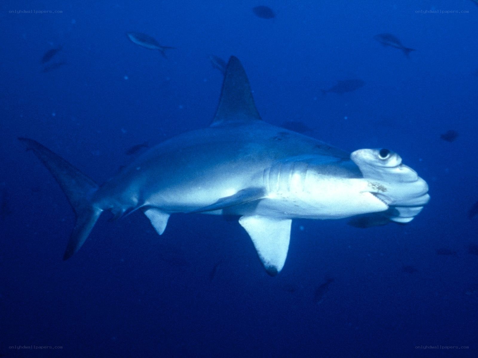 Hammerhead shark swimming