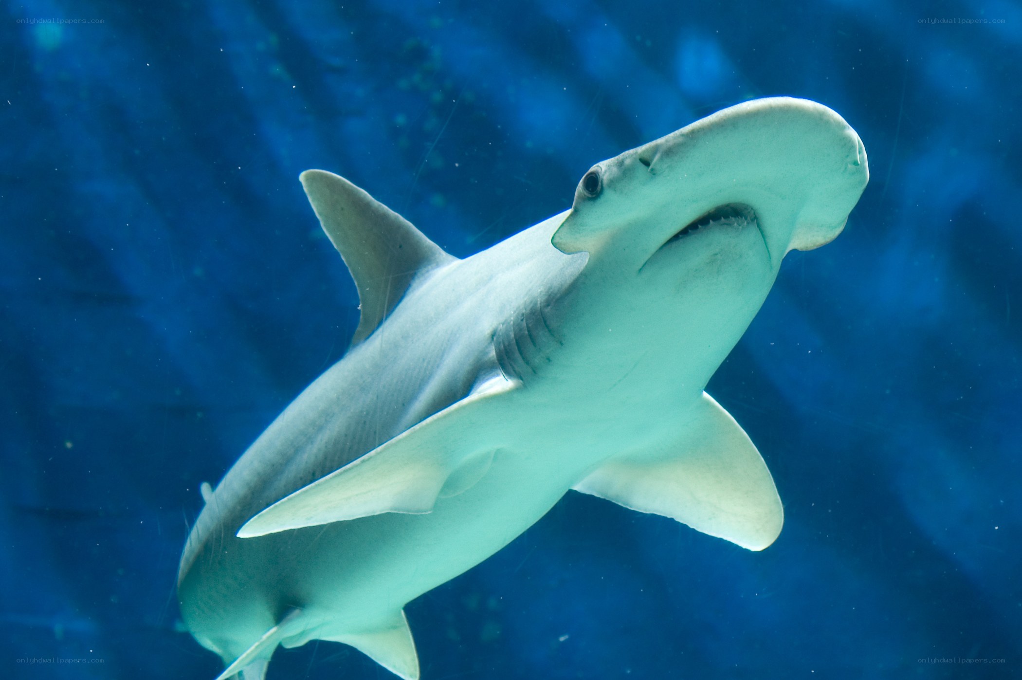 Hammerhead shark swimming