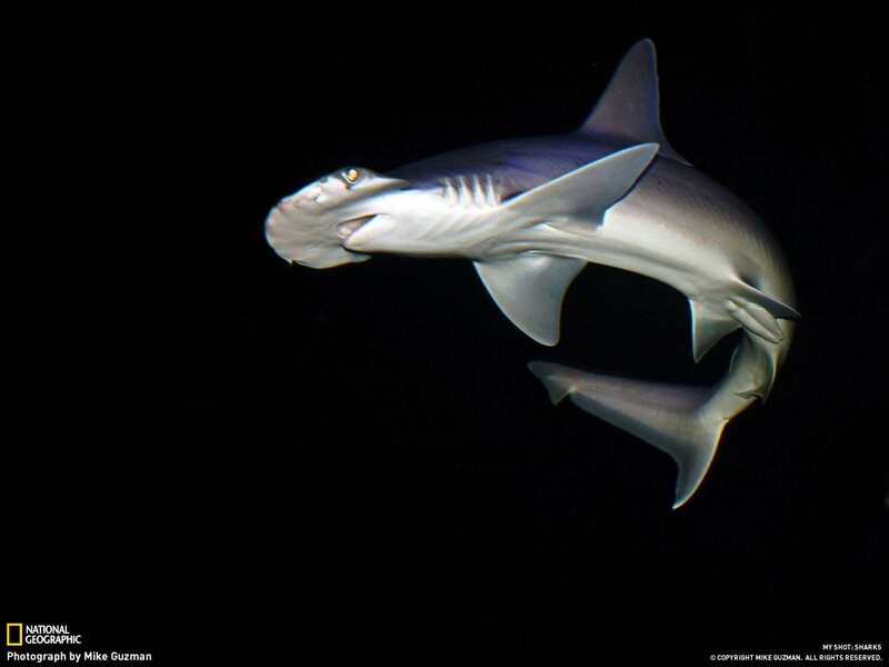 Hammerhead shark swimming