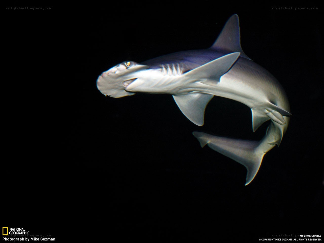 Hammerhead shark swimming