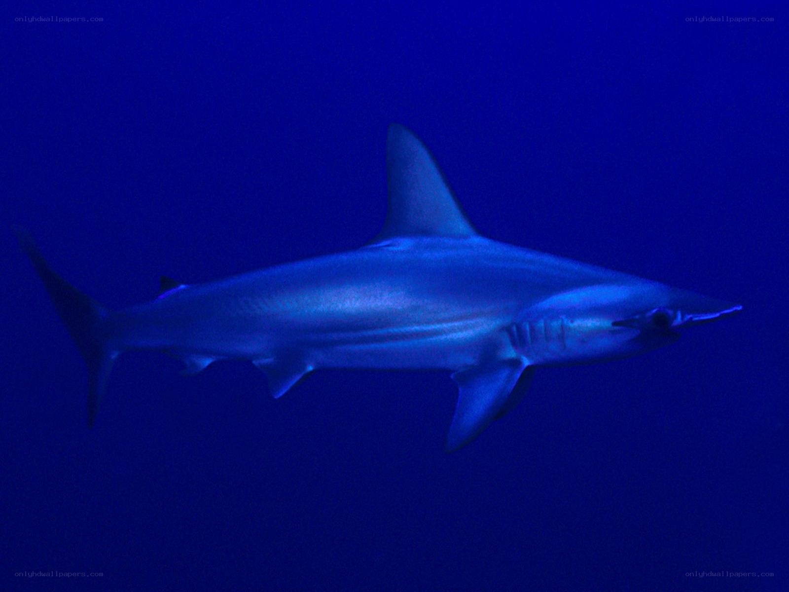 Hammerhead shark swimming