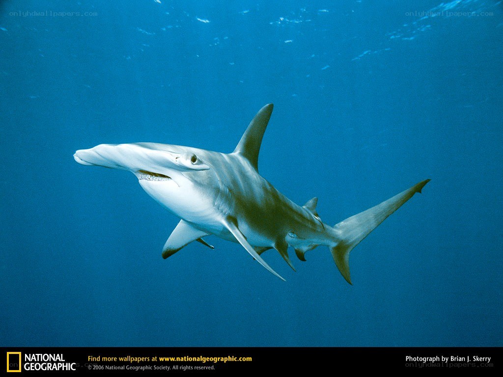 Hammerhead shark swimming