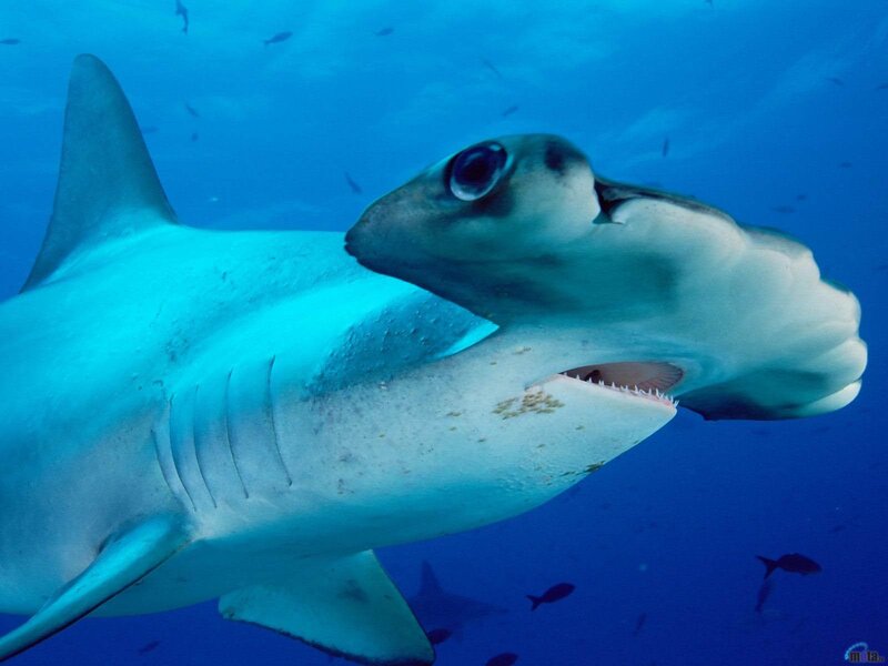 Hammerhead Shark Swimming — Blue, Calm