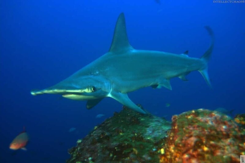 Hammerhead Shark Swimming — Blue, Serene, Photograph, Coral Reef