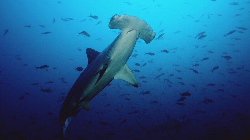 Hammerhead Shark Swimming — Blue, Serene, Photograph, Fish, Ocean, Underwater