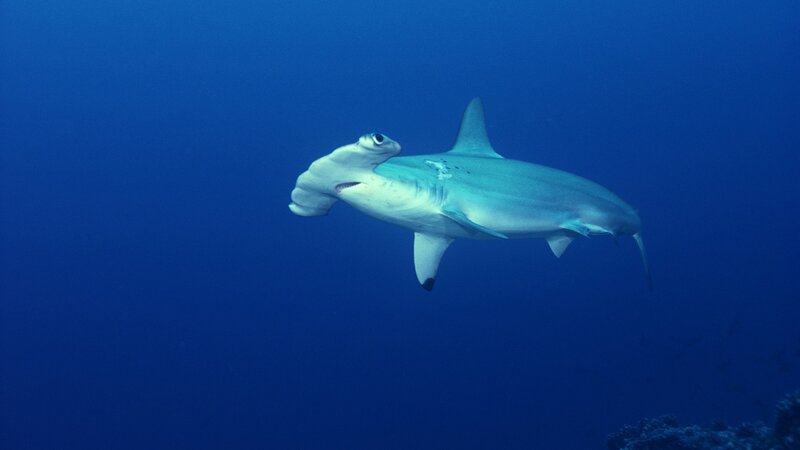 Hammerhead Shark Swimming — Blue, Serene, Photograph, Ocean, Coral Reef