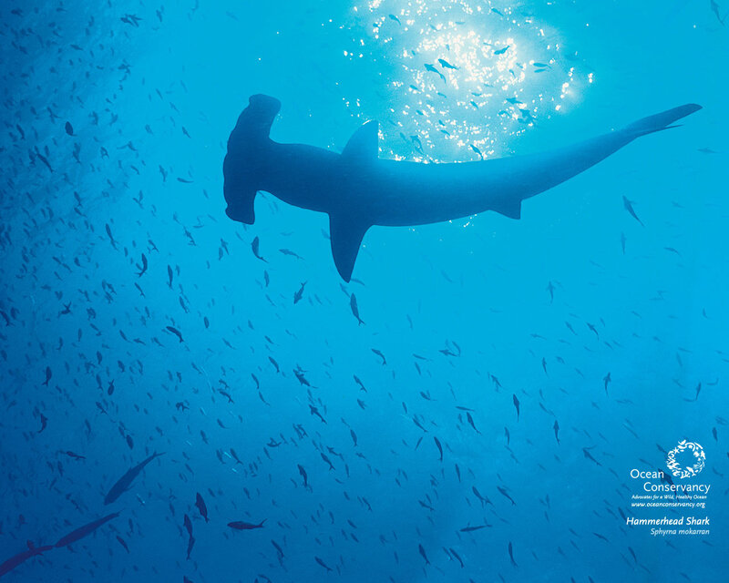 Hammerhead Shark Swimming — Blue, Serene, Photograph