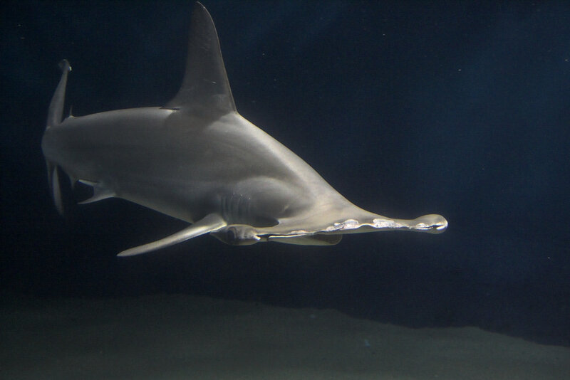 Hammerhead Shark Swimming — Gray