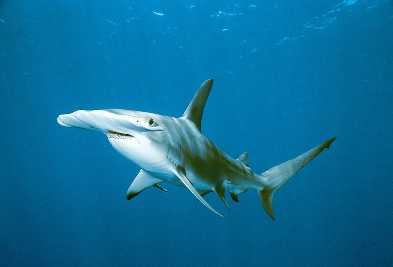 Hammerhead shark swimming