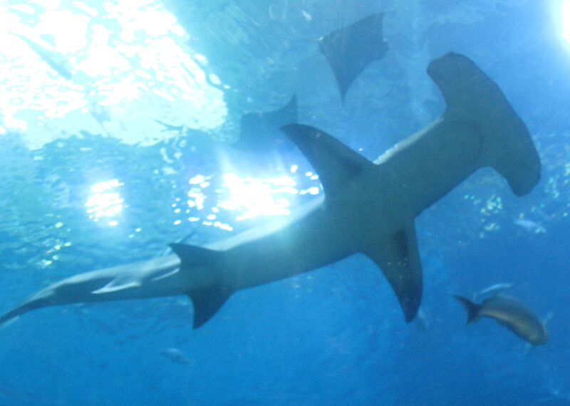 Hammerhead shark swimming underwater