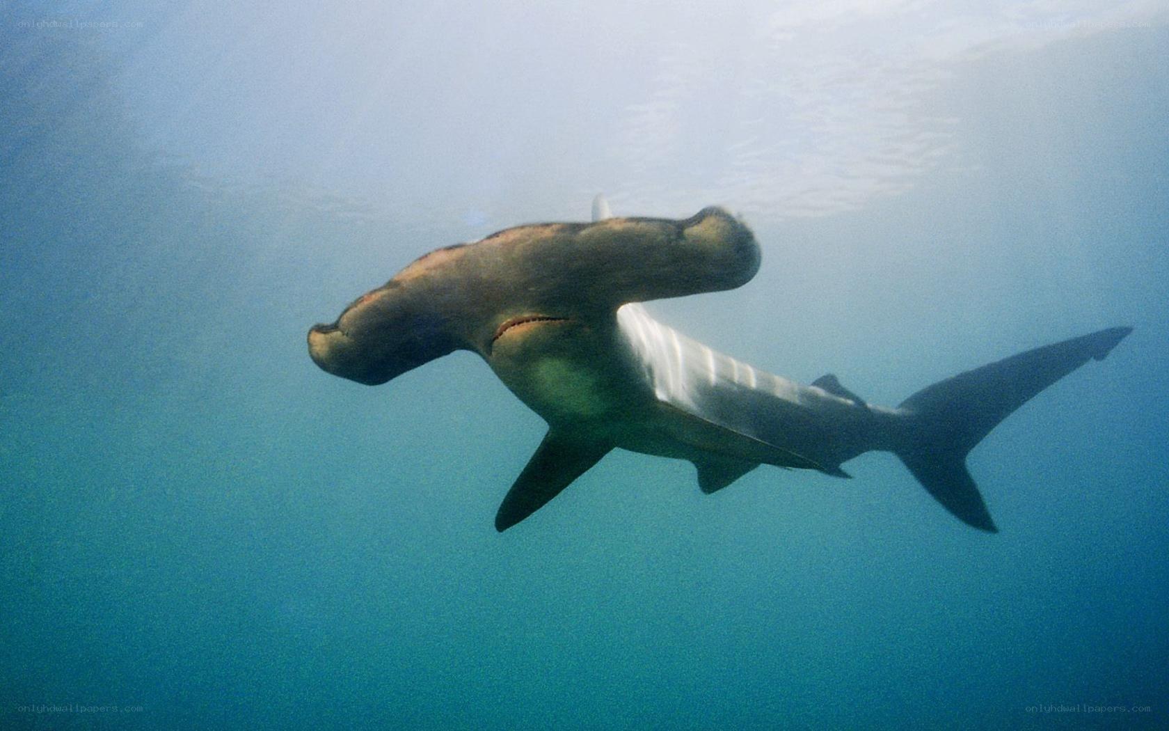 Hammerhead shark swimming underwater