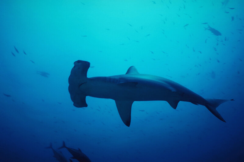 Hammerhead shark swimming underwater