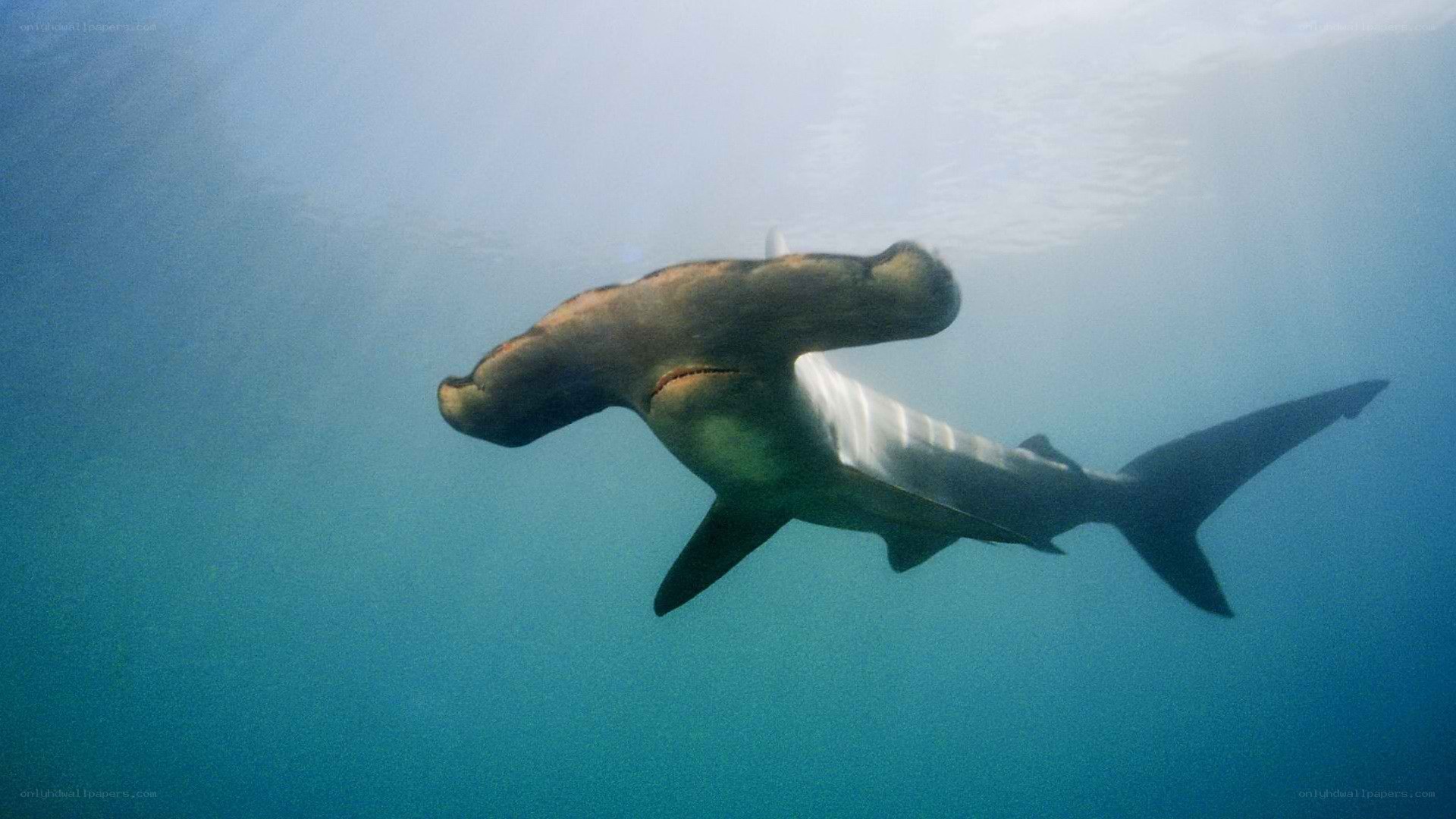 Hammerhead shark swimming underwater
