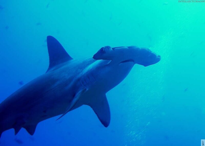Hammerhead shark swimming underwater