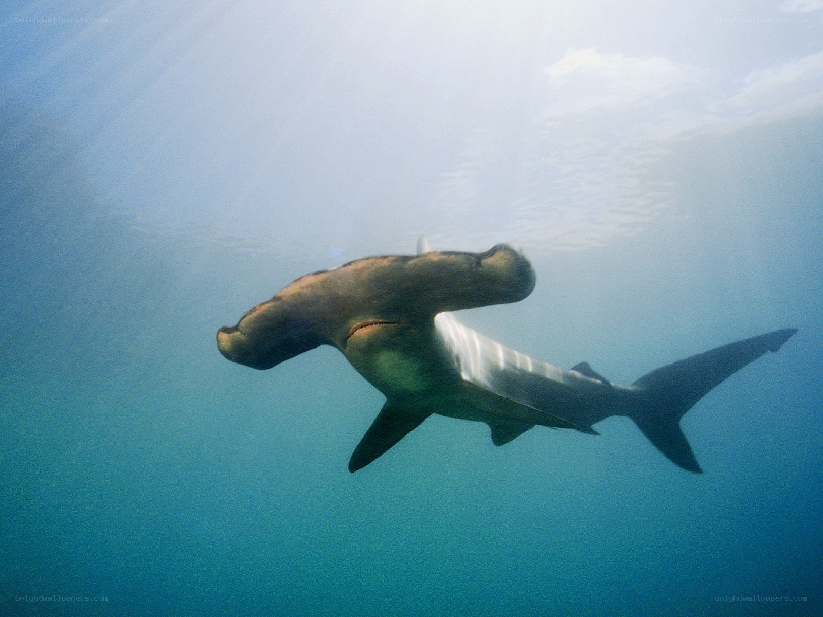 Hammerhead shark swimming underwater