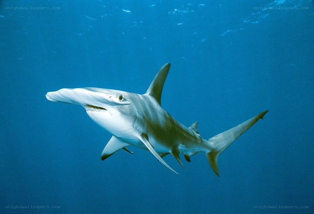 Hammerhead shark swimming