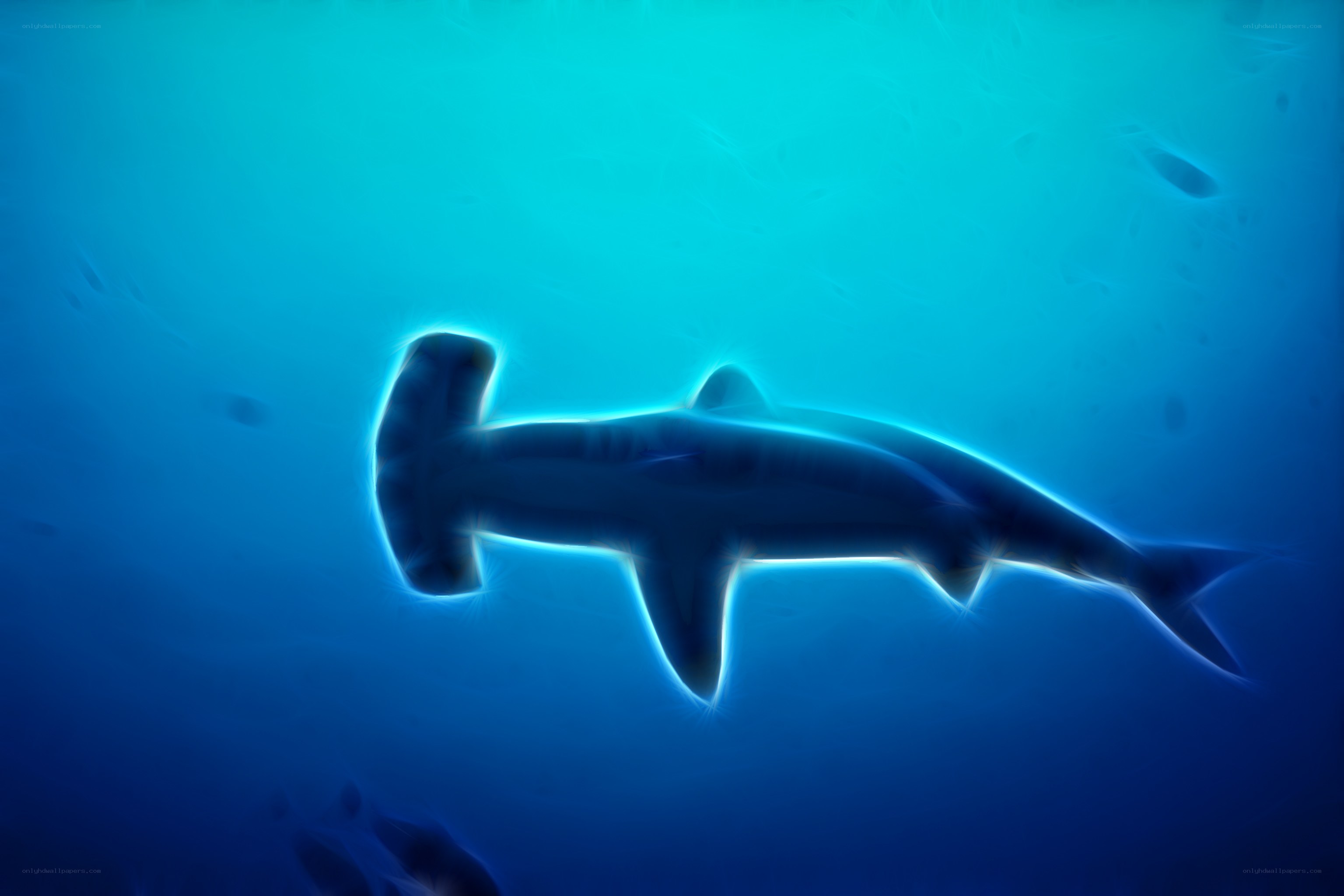 hammerhead shark underwater