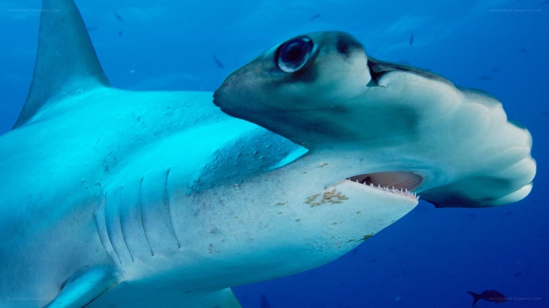 Hammerhead shark underwater