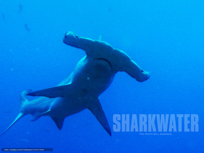 Hammerhead shark underwater