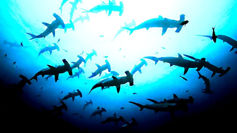 Hammerhead Sharks Swimming — Blue