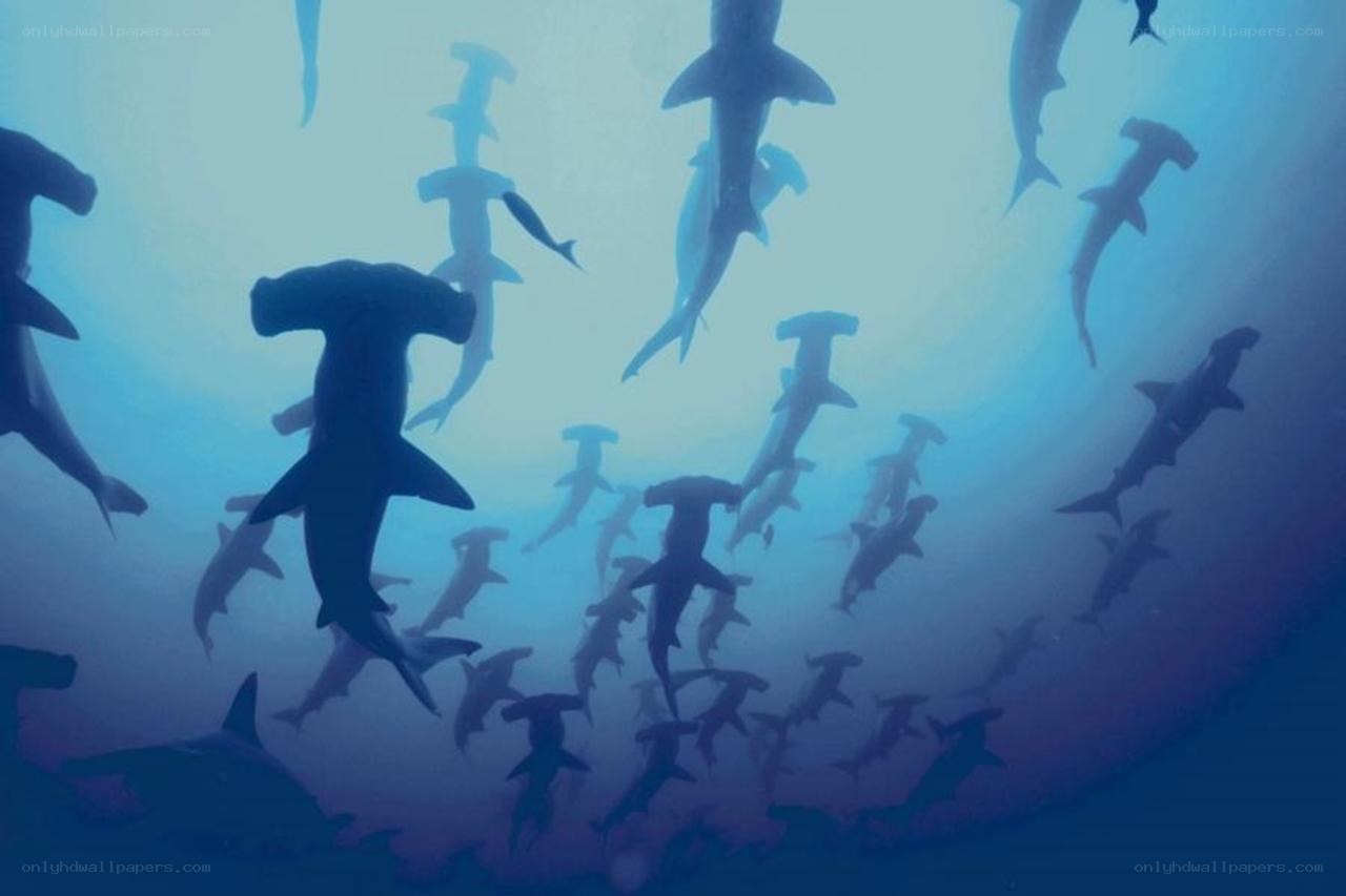 Hammerhead sharks swimming underwater