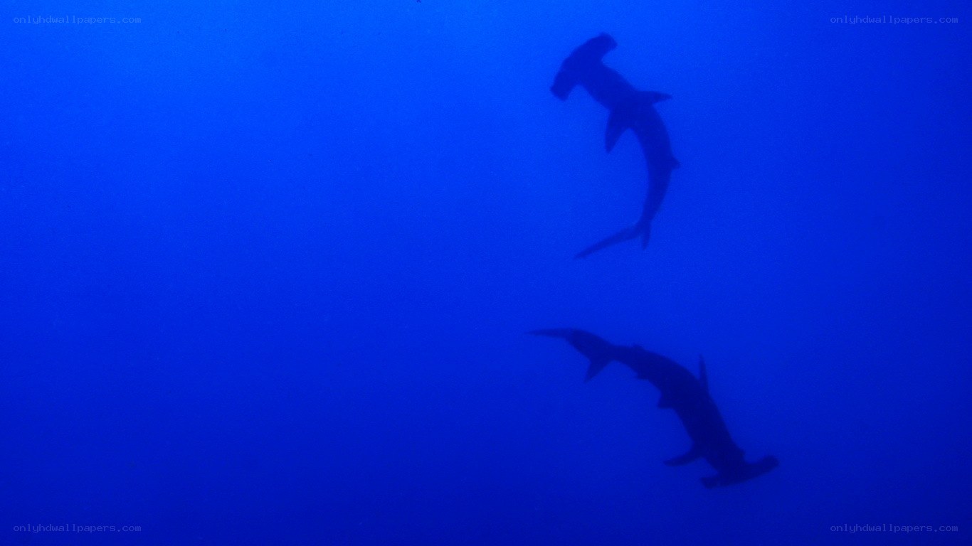 Hammerhead sharks swimming