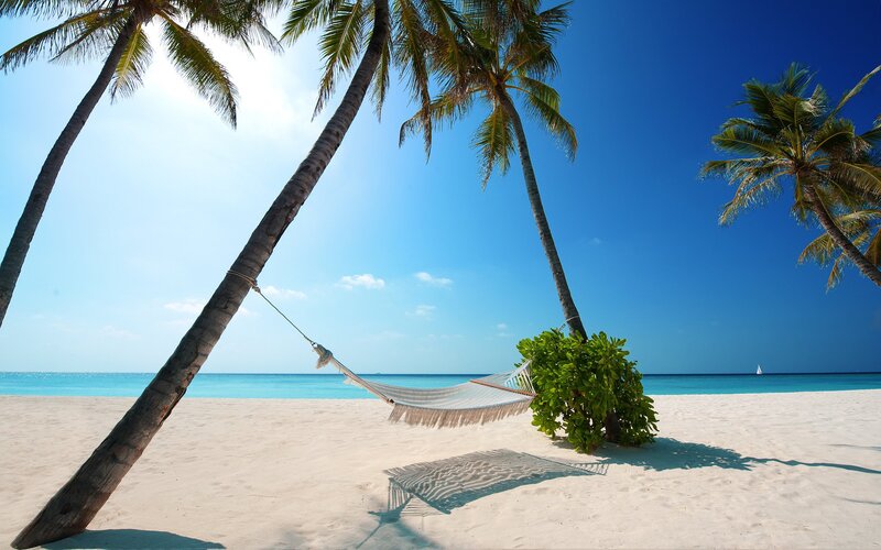 Hammock Between Palm Trees — Blue, Ocean