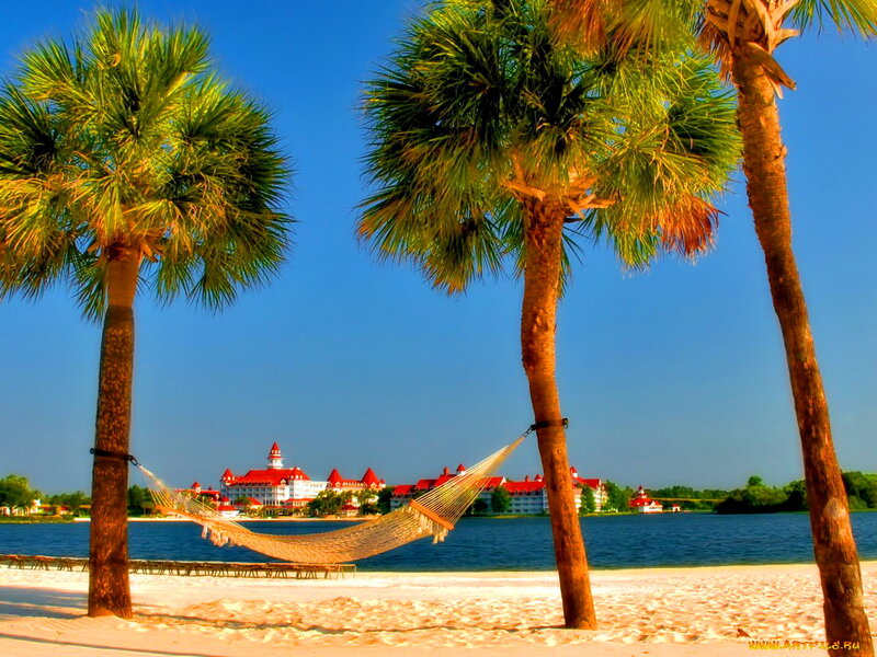 Hammock Between Palm Trees — Blue, Serene, Afternoon, Photograph, Palm Trees, Beach, Hotel