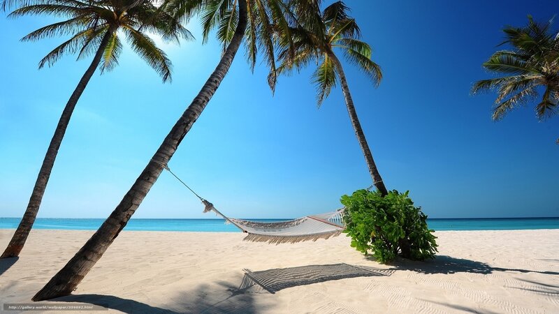 Hammock Between Palm Trees — Blue, Serene, Afternoon, Photograph, Palm Trees, Beach, Ocean, Bush