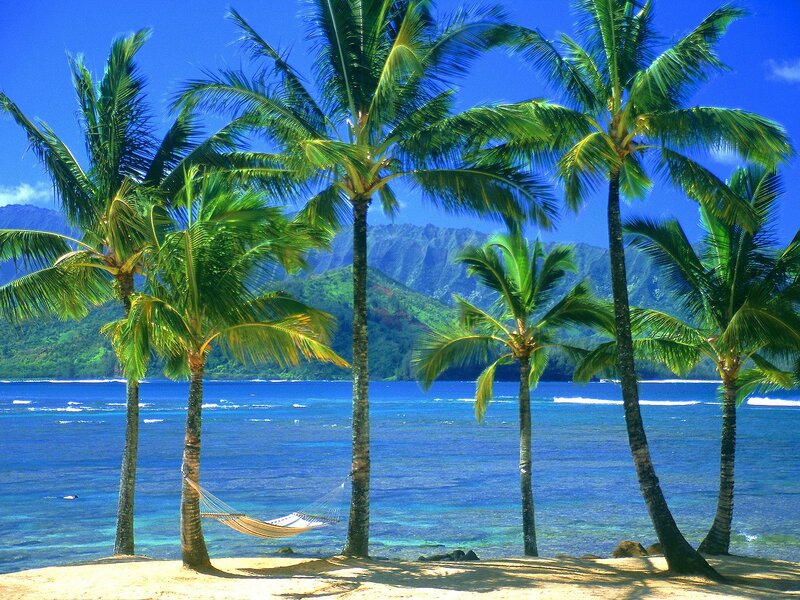 Hammock Between Palm Trees — Blue, Serene, Afternoon, Photograph, Palm Trees, Ocean, Mountains