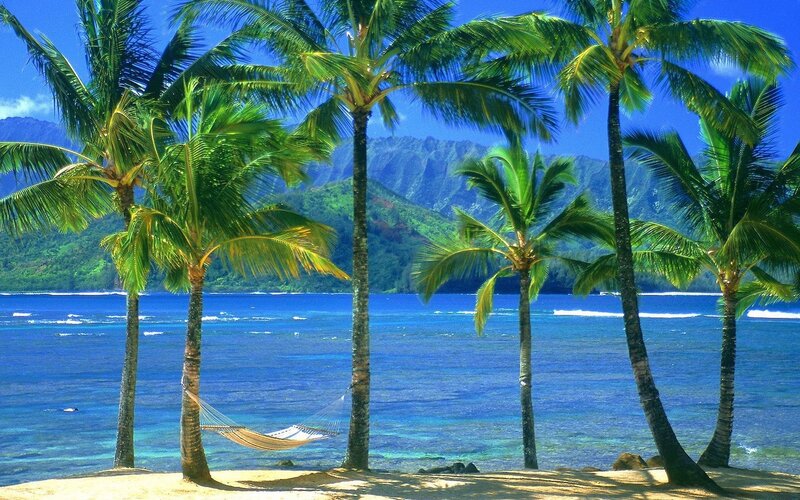 Hammock Between Palm Trees — Blue, Serene, Afternoon, Photograph, Palm Trees