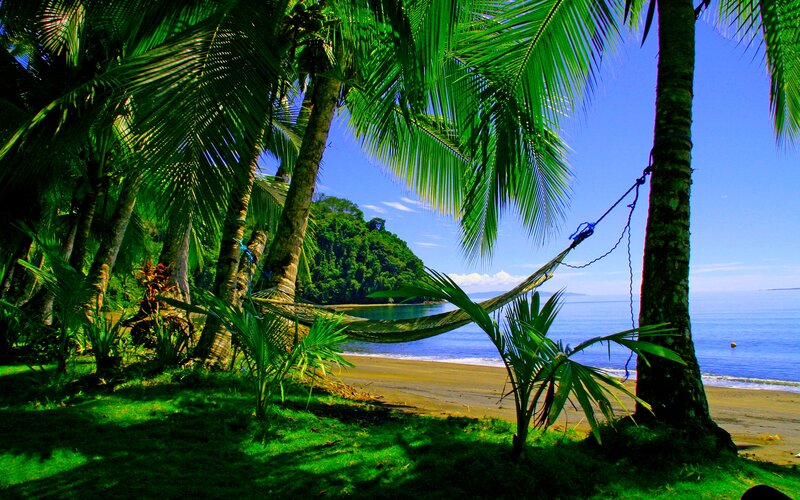 Hammock Between Palm Trees — Green, Serene, Afternoon, Photograph