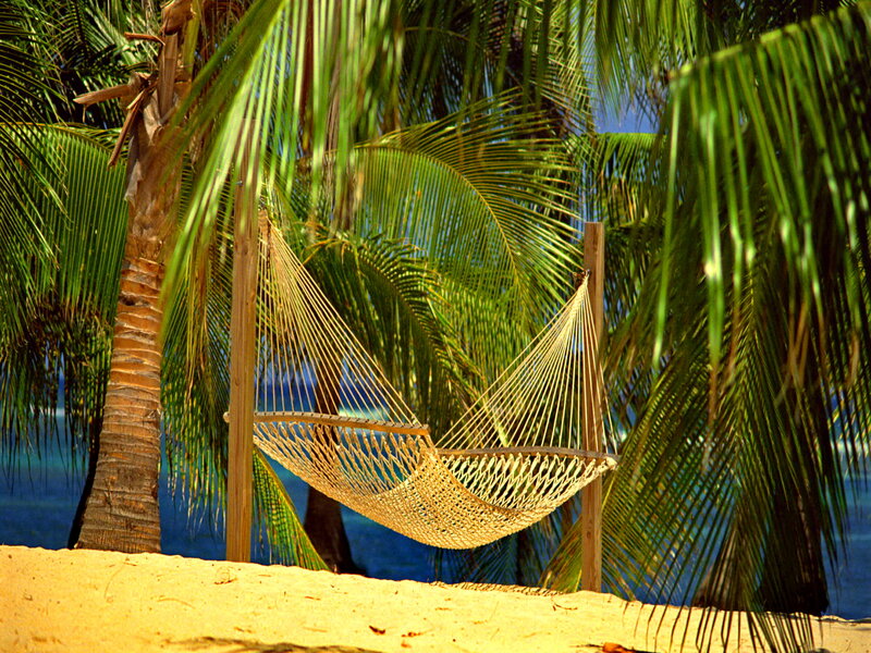 Hammock Between Palm Trees — Green, Serene, Afternoon