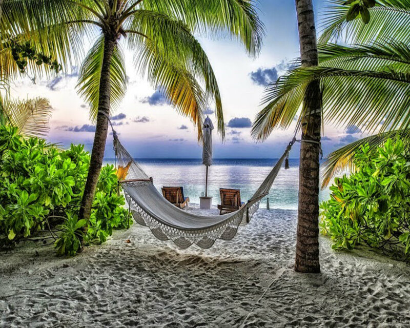 Hammock Between Palm Trees — Green, Serene, Sunset, Photograph