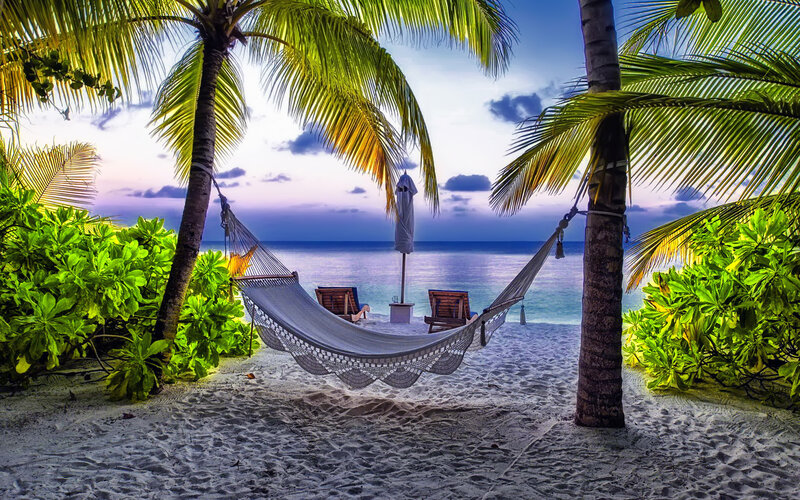 Hammock Between Palm Trees — Green, Serene, Sunset