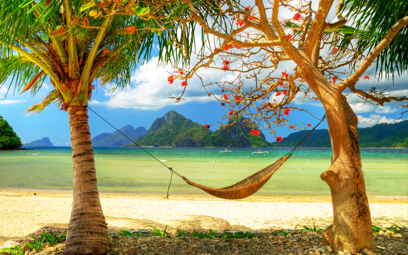 Hammock Between Palm Trees — Green, Serene