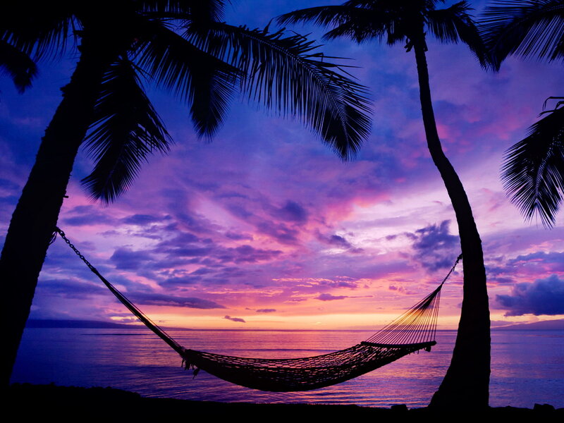 Hammock Between Palm Trees — Purple, Serene