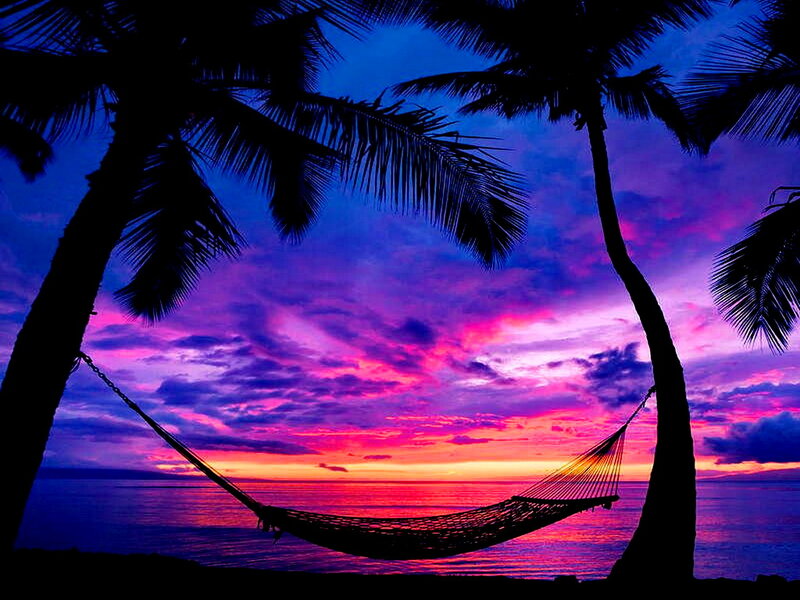 Hammock Between Palm Trees — Purple