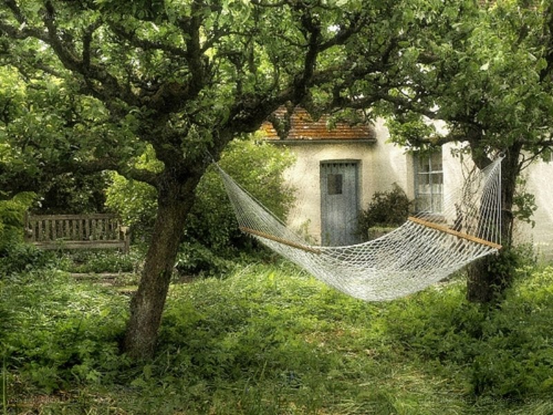 Hammock in a garden