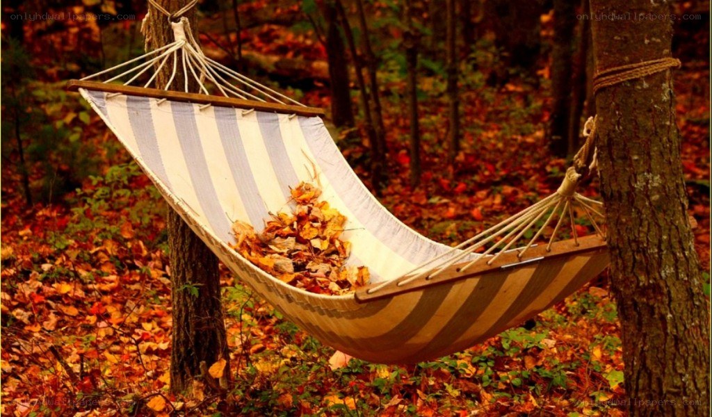 Hammock in autumn forest
