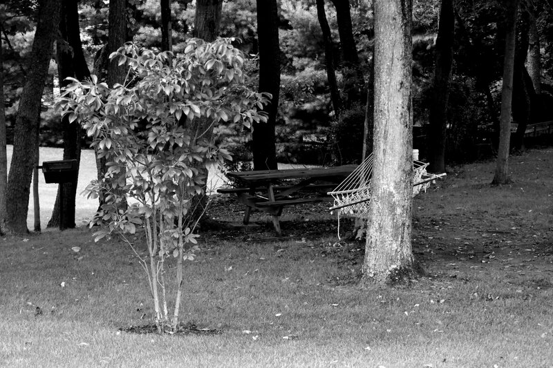Hammock in Wooded Area