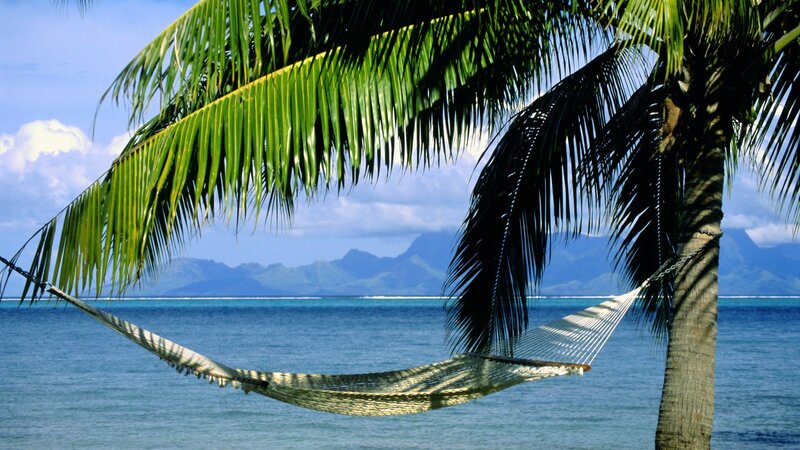 Hammock under palm tree