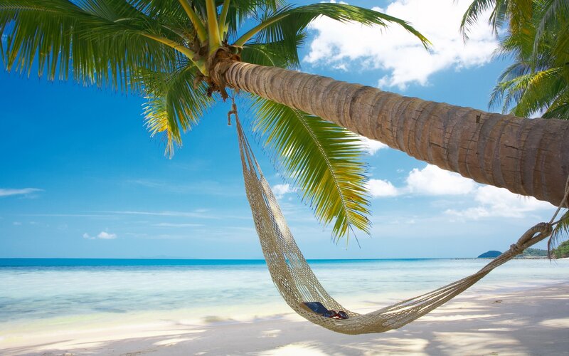 Hammock under palm tree