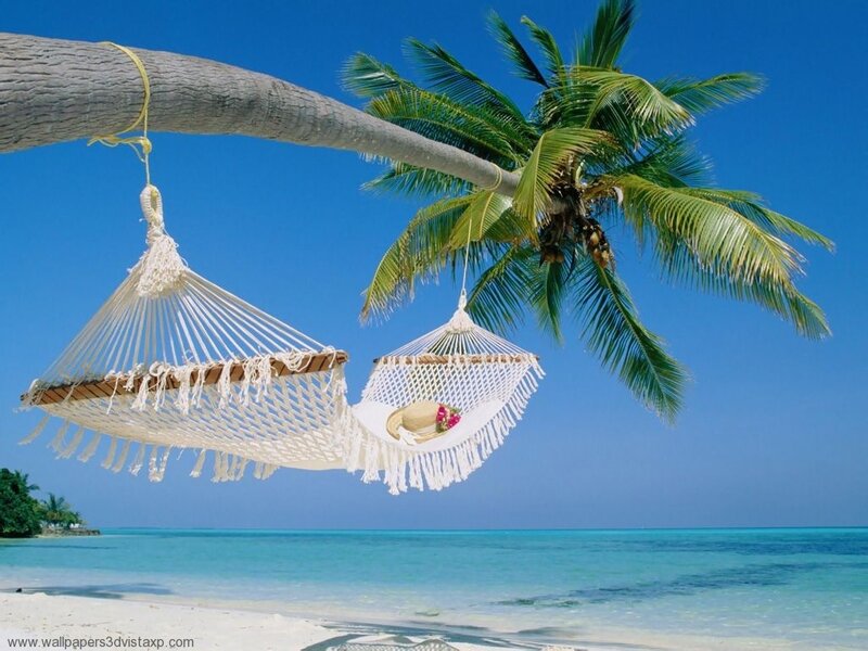 Hammocks under a palm tree